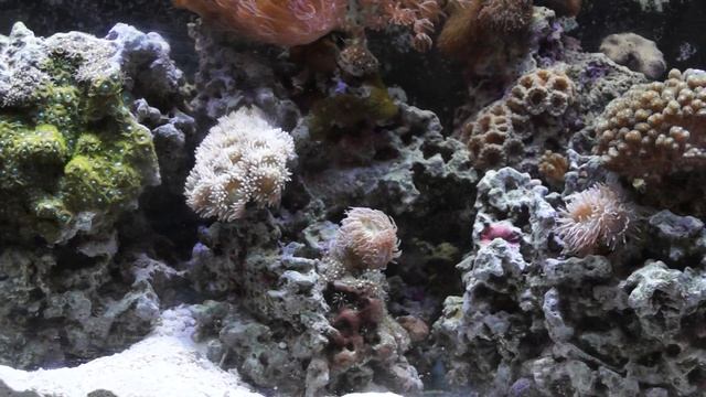 "S.T.O.P." My Aquarium is Crashing смотреть онлайн