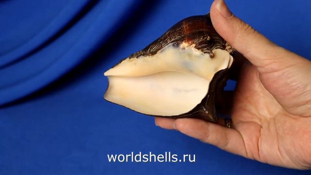 Мелонгена патула (Melongena patula) 10 см. коллекц. смотреть онлайн