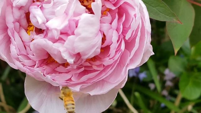 Bee pollinating pink tree peony rose смотреть онлайн