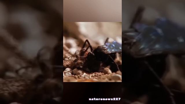 Превращает паука в зомби. Оса-наездник новости природы