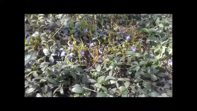 первоцвіти на квітнику смотреть онлайн