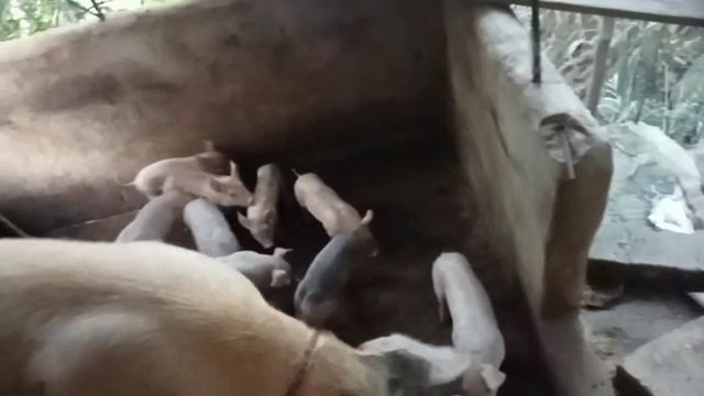 castration and injecting iron of our 44 piglets#piggery#piglets #castration смотреть онлайн