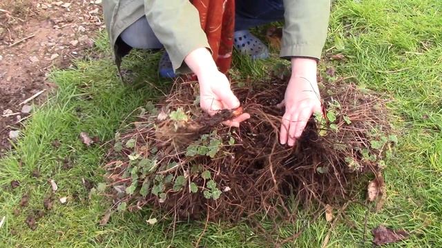 Dividing & Replanting A Garden Geranium