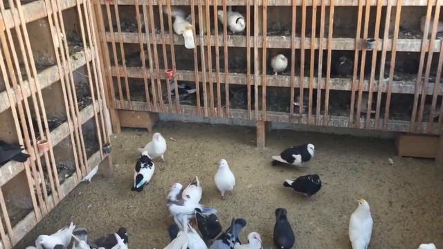 #Pigeons.Почему голуби клюют у птенцов перья и что делать. смотреть онлайн