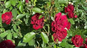 МАЛИКОРН РОЗА DELBARD, 2005 ФЛОРИБУНДА.