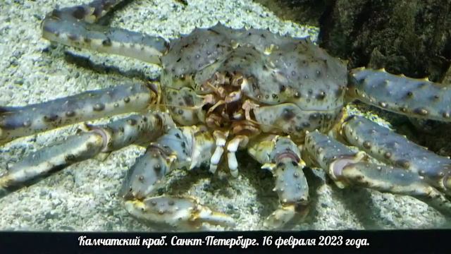 Камчатский краб. Санкт-Петербург. 16 февраля 2023 года. смотреть онлайн
