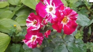 Роза  Перпл Сплеш Purple Splash плетистая Пурпурная вспышка. ПЕРВОЕ ЦВЕТЕНИЕ!