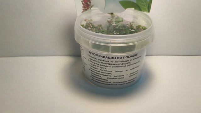 Живое аквариумное растение Ротала Макрандра меристемное