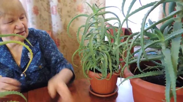 Самый простой способ размножения алоэ! смотреть онлайн