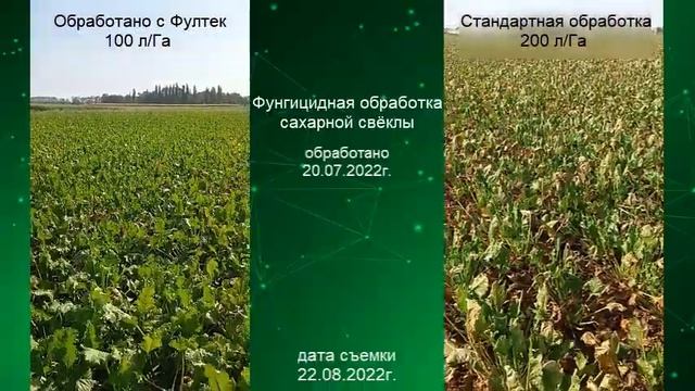 Фунгицидная обработка сахарной свёклы с Фултек (Fulltec)