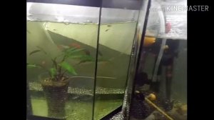 Лопнуло дно в аквариуме, что я сделал???