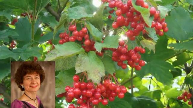 Стихи о любви.Наталья Кулакова. Осень снова надела свою золотистую шаль смотреть онлайн