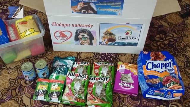 Дети помогли волонтёрам собрать корм для бездомных животных смотреть онлайн