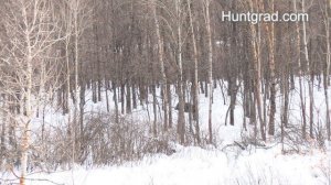 Охота на кабана с вышки