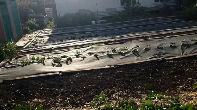 Выращивание червей для рыбалки. Выбираю червей из буртов на улице. смотреть онлайн