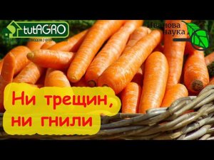 РУКИ ПРОЧЬ от МОРКОВИ! Дайте ей набрать урожай.  Подкормите на сладость и хранение.