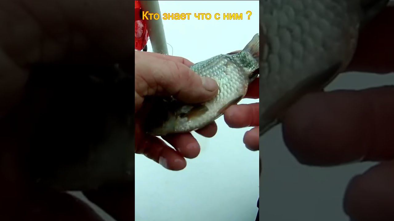 Что случилось с этим карасём? Кто знает? #shorts смотреть онлайн