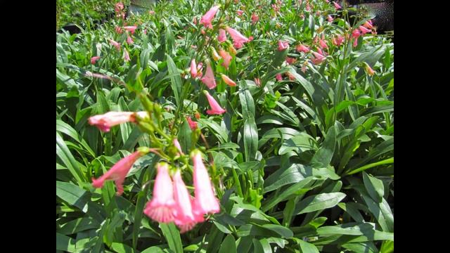 ПЕНСТЕМОН (PENSTEMON)  сем. Норичниковые смотреть онлайн