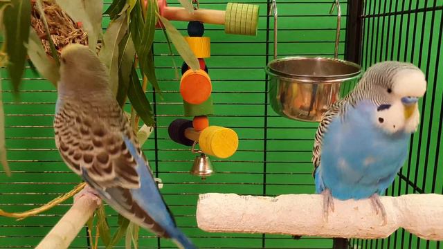 happy budgie sounds смотреть онлайн