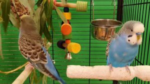 happy budgie sounds