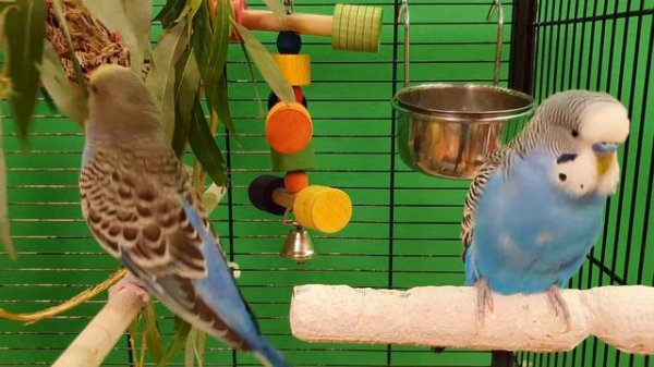 happy budgie sounds
