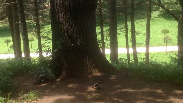 Из жизни дятлов. Парк 29.06.2017г. смотреть онлайн