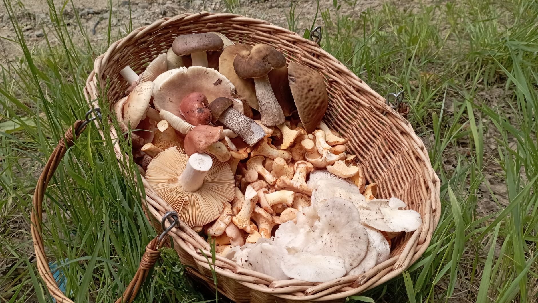 АССОРТИМЕНТ всё БОЛЬШЕ! По грибы 27 мая 2023 года. смотреть онлайн