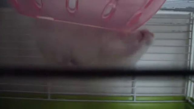 Ой! Упал! Хомяк Хома! смотреть онлайн