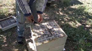 Карника тройзек 1075.Матке три года.