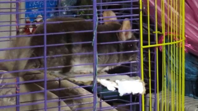 Шиншилла с очень редким окрасом коричневый бархат смотреть онлайн