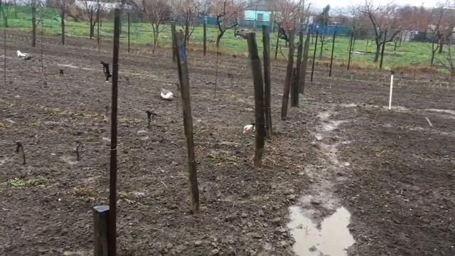 САМАЯ ЛУЧШАЯ ВРЕМЯ ПОСАДКИ МАЛИНЫ || #малина #посадка посадить малину. Лучшее время посадки малины смотреть онлайн