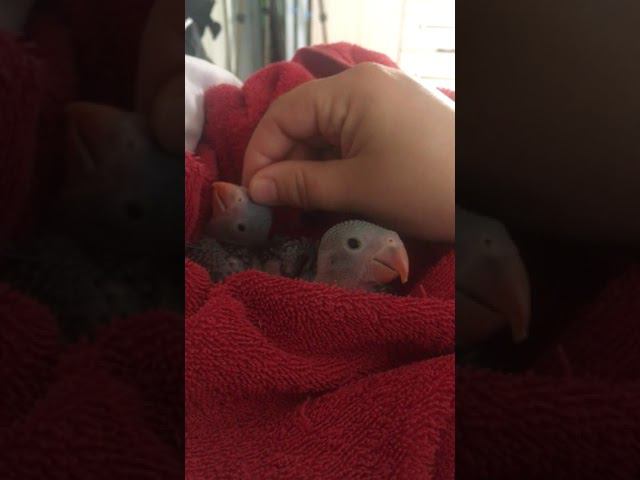 малыши ожереловых попугаев, общаемся смотреть онлайн