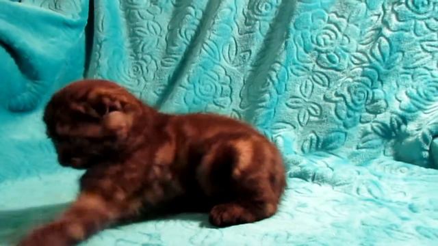 Котик скоттиш фолд 