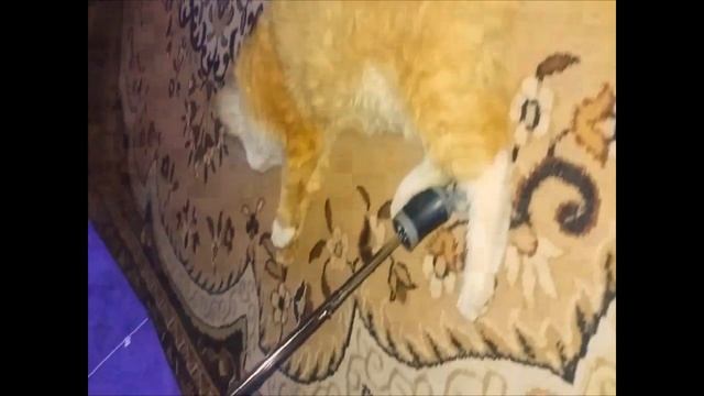 Классный рыжий котик !Смотреть всем!Новинка 2018 смотреть онлайн