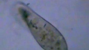 Строение и жизненные функции инфузории туфельки