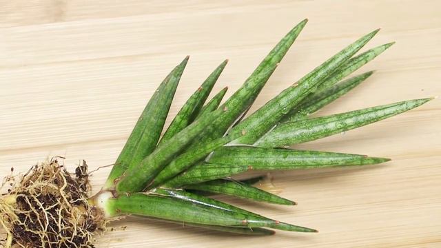 Sansevieria francisii - Bogenhanf, Snake Plant смотреть онлайн