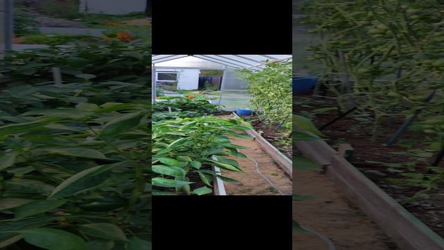 стрижка помидор)))