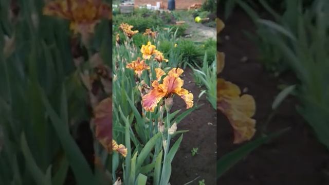 Эдем моей души. Начинают зацветает высокорослые ирисы. Расцвел ясенец или неопалимая купена. смотреть онлайн