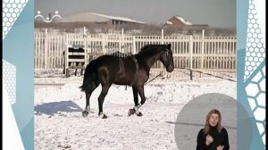 По секрету всему свету. Лошади-1 (сурдоперевод)