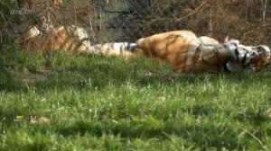 ♫ ЭТНОАФРИКАНУС LIFE !!! С ЛЮБОВЬЮ ИЗ АФРИКИ !!!.mp4