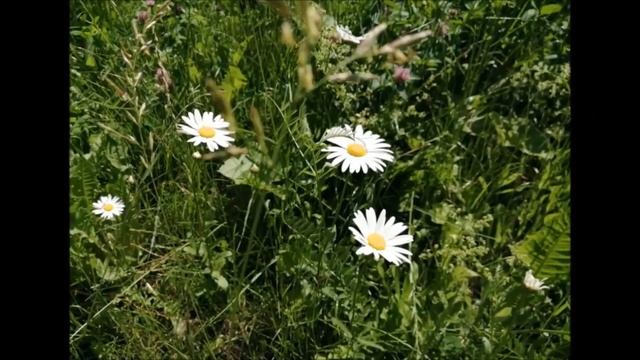 Россия в объективе смотреть онлайн