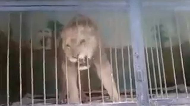 лев злой смотреть онлайн