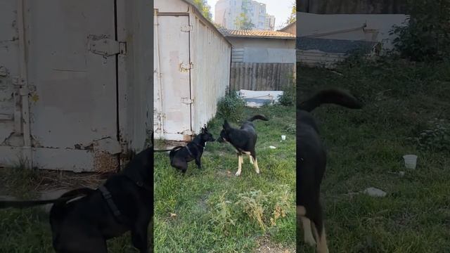 Знакомство с крупным уличным псом на его территории. Потревожили во время завтрака. смотреть онлайн