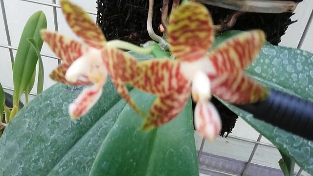 Phalaenopsis amboinensis - species orchid of Indonesia - смотреть онлайн