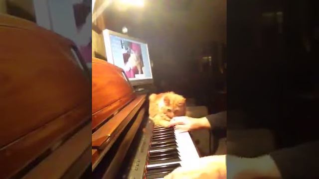Schroeder's Piano Lesson смотреть онлайн