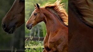 Красный Конь. Далеко, далеко ускакала в поле молодая лошадь ?