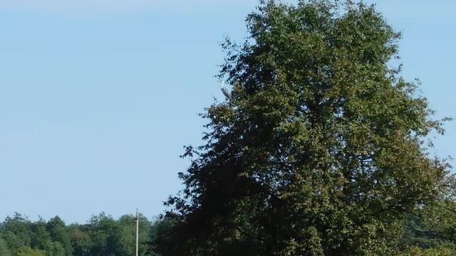 002 Серая цапля смотреть онлайн