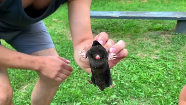 КРОТ. Поймали на участке. Какой он? Как избавиться от такого "милого" крота