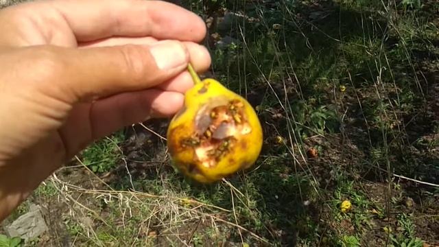 Висит груша, нельзя скушать! смотреть онлайн