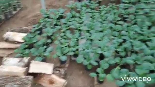 Посеяли 6 сортов розовых помидор. Выбираем лучшее смотреть онлайн